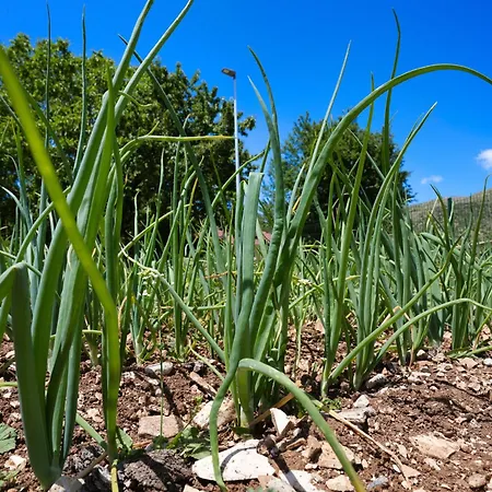 Agroturizem Dr Bizhga Hotel Gusmar