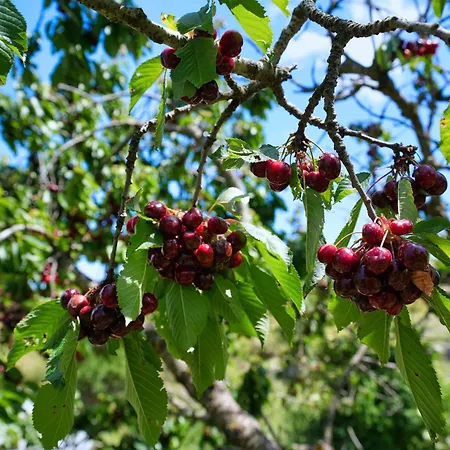 酒店 Agroturizem Dr Bizhga