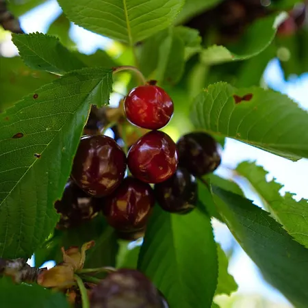 Agroturizem Dr Bizhga 酒店 Gusmar