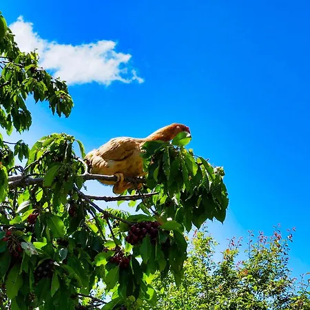 Agroturizem Dr Bizhga Hotel Gusmar