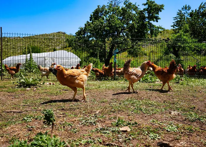 호텔 Agroturizem Dr Bizhga 5*