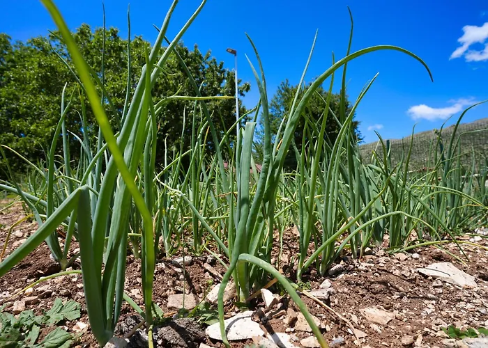 Agroturizem Dr Bizhga 호텔 Gusmar