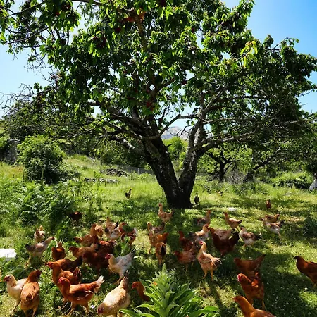 ホテル Agroturizem Dr Bizhga