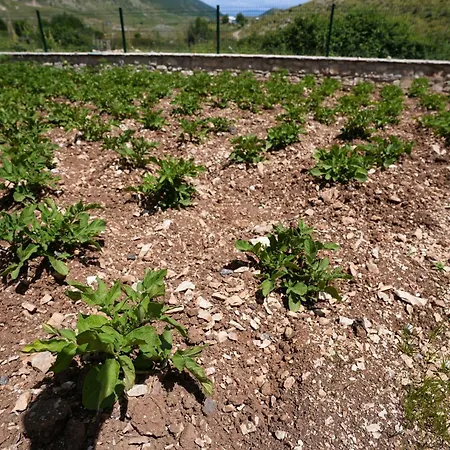 Agroturizem Dr Bizhga ホテル 5*