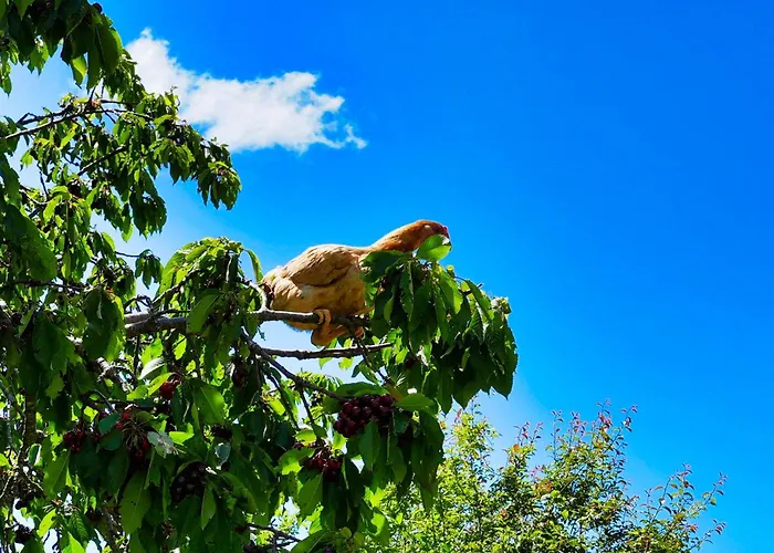 Agroturizem Dr Bizhga Hotel Gusmar